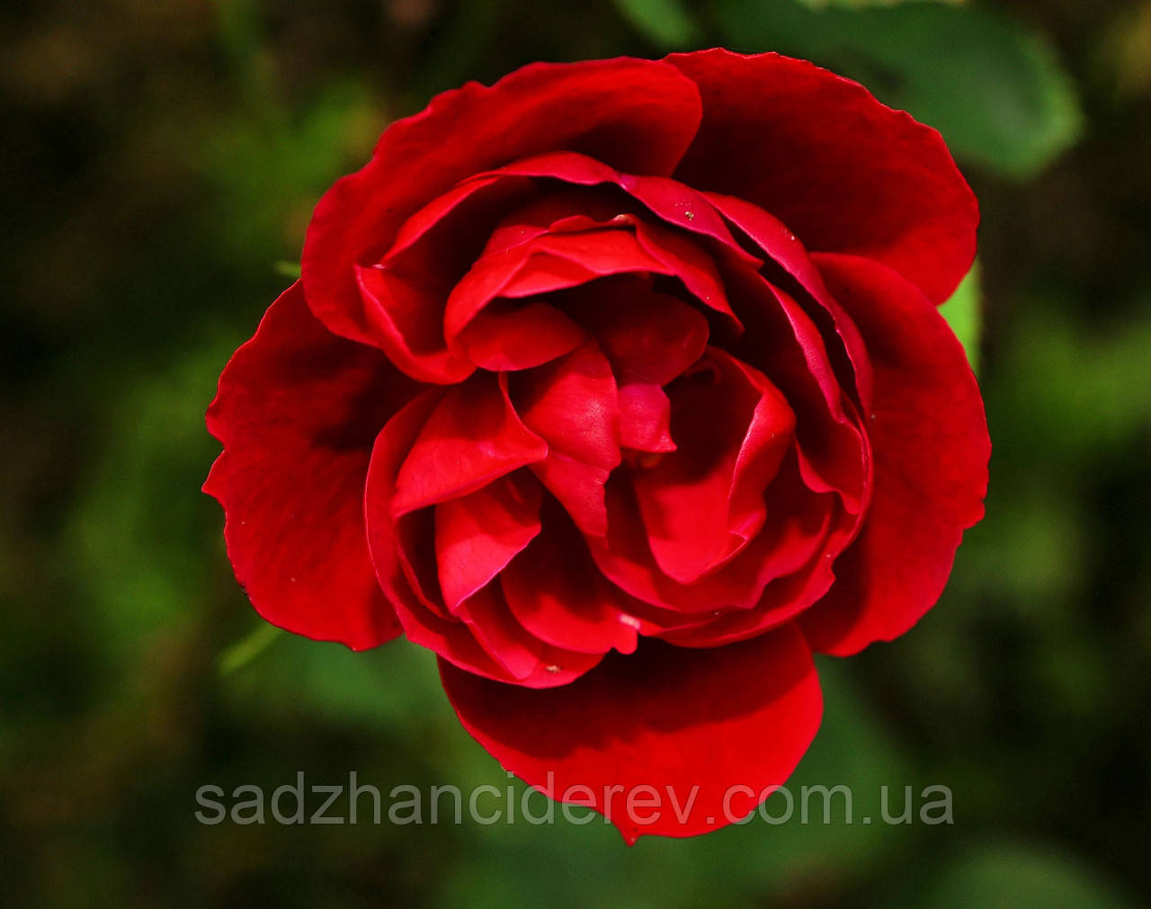 Саджанці троянд Симпатія (Sympathie), фото 1