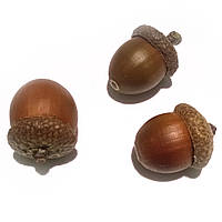 Жолуді дуба червоного (канадського) з шапочками