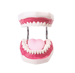 Модель щелепи зубів 6:1 гнучкі з'єднання
