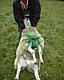Упряж на барана для маркування овцематок, фото 3