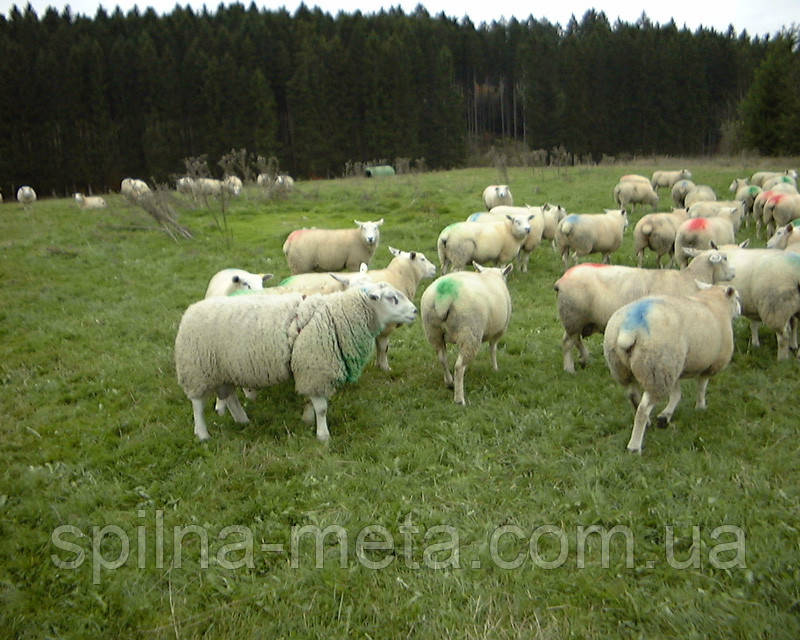 Упряж на барана для маркировки овцематок - фото 4 - id-p1273963695