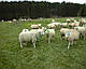 Упряж на барана для маркування овцематок, фото 4