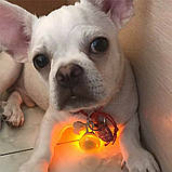 Світлодіодний LED ліхтарик для собак на нашийник Кулон брелок безпеки світиться на поводок Multibrand, фото 6