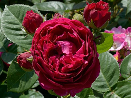 Троянда ексклюзивна Аскот, фото 2