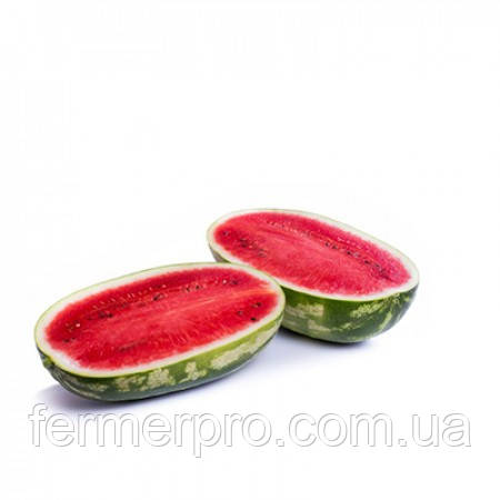 Насіння кавуна Морган  F1/Morgan F1 1000 насіння rijk Zwaan, фото 1