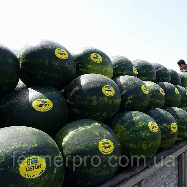 Насіння кавуна Устін F1 1000 насіння Yuksel Seeds, фото 1