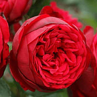 Саженцы роз Ред Пиано (Red Piano)