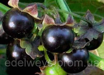 Сараха (насіння 20 шт.), фото 1