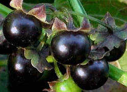 Сараха (насіння 20 шт.)