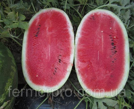 Насіння кавуна Роміна F1/Romana F1 500 насіння Cora seeds, фото 1