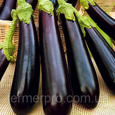 Насіння Баклажана Ірис F1/Iris F1 500 насіння Cora seeds, фото 1