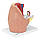 Анатомическая модель женского таза, фото 2
