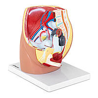 Анатомическая модель женского таза