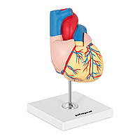 Анатомічна модель серця