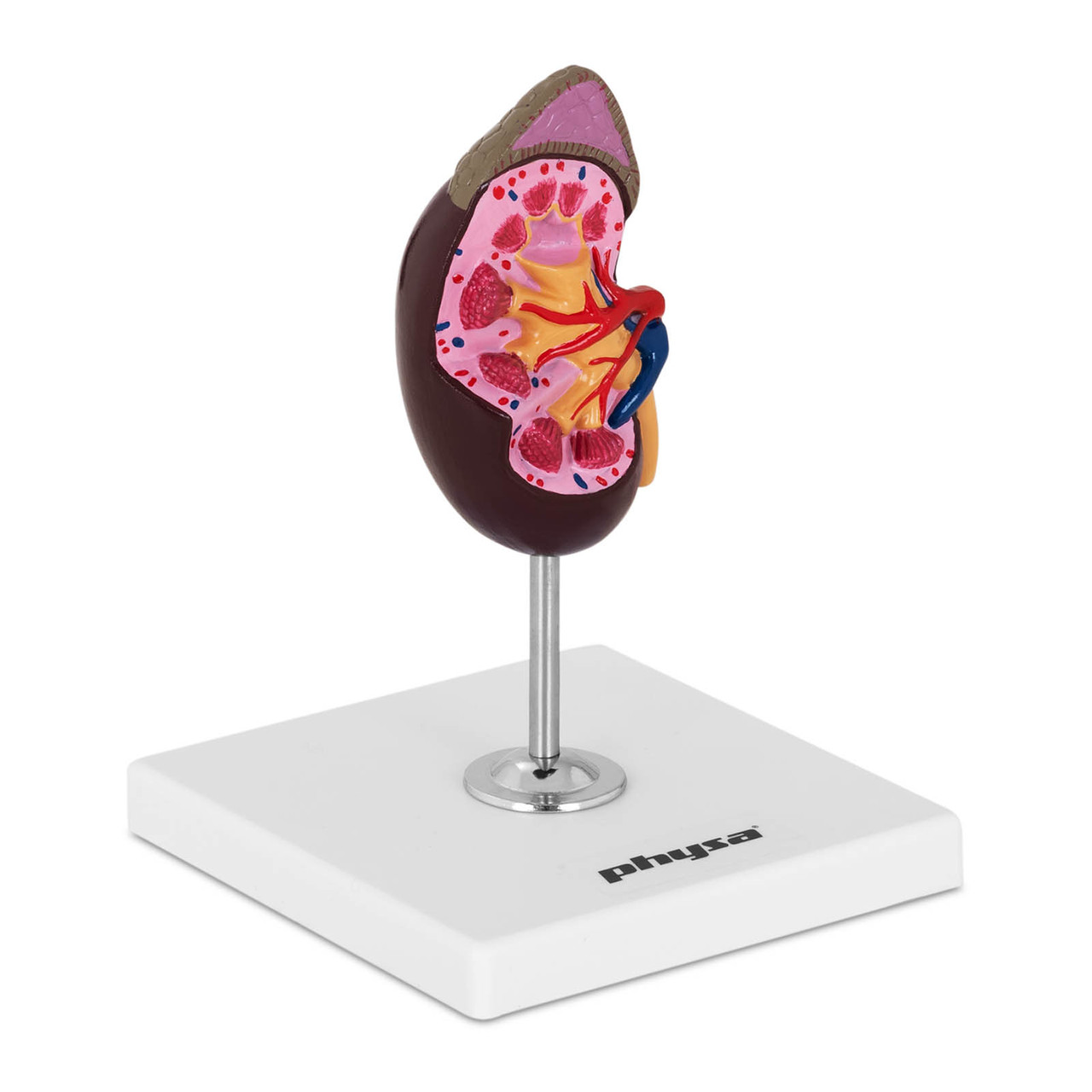 Анатомическая модель почки в масштабе 1: 1, фото 1