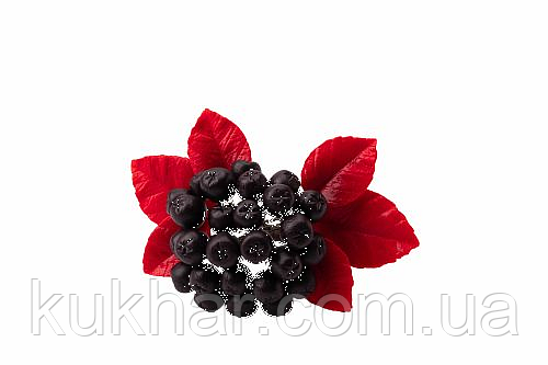 Гілка горобини чорної