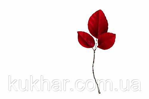 Гілка листя червоного, фото 1