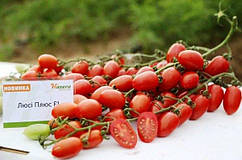 Насіння томат Люсі Плюс F1 250 насіння Hazera