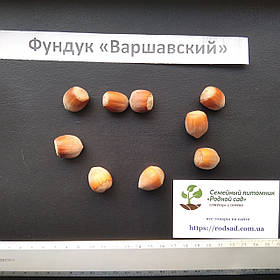 Фундук "Варшавський" насіння (10шт) для вирощування саджанців (лісовий горіх, ліщина) насіння горіх для саджанців