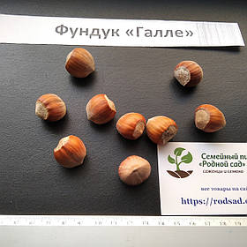 Фундук "Галле" насіння (10шт) для вирощування саджанців, насіння горіх для саджанців