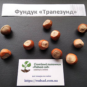Фундук "Трапезунд" насіння (10шт) для саджанців (лісовий горіх, ліщина) насіння горіх для саджанців