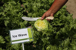 Насіння салату Айс Вейв F1 5000 насіння драже Syngenta