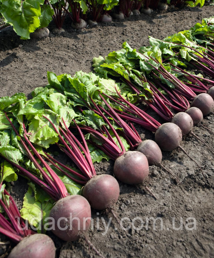 Буряк Пабло F1 /Pablo F1 (Bejo Zaden) 50нас