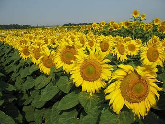 Насіння соняшника ЛГ-5550 Limagrain