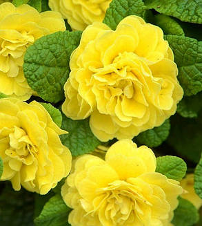 Примула балерина махрова " Баттер Єллоу "\ Primula Belarina Butter Yellow ( багаторічна-саджанці р12 ), фото 1
