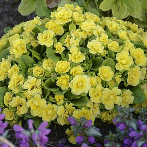 Примула балерина махрова " Баттер Єллоу "\ Primula Belarina Butter Yellow ( багаторічна-саджанці р12 ), фото 3