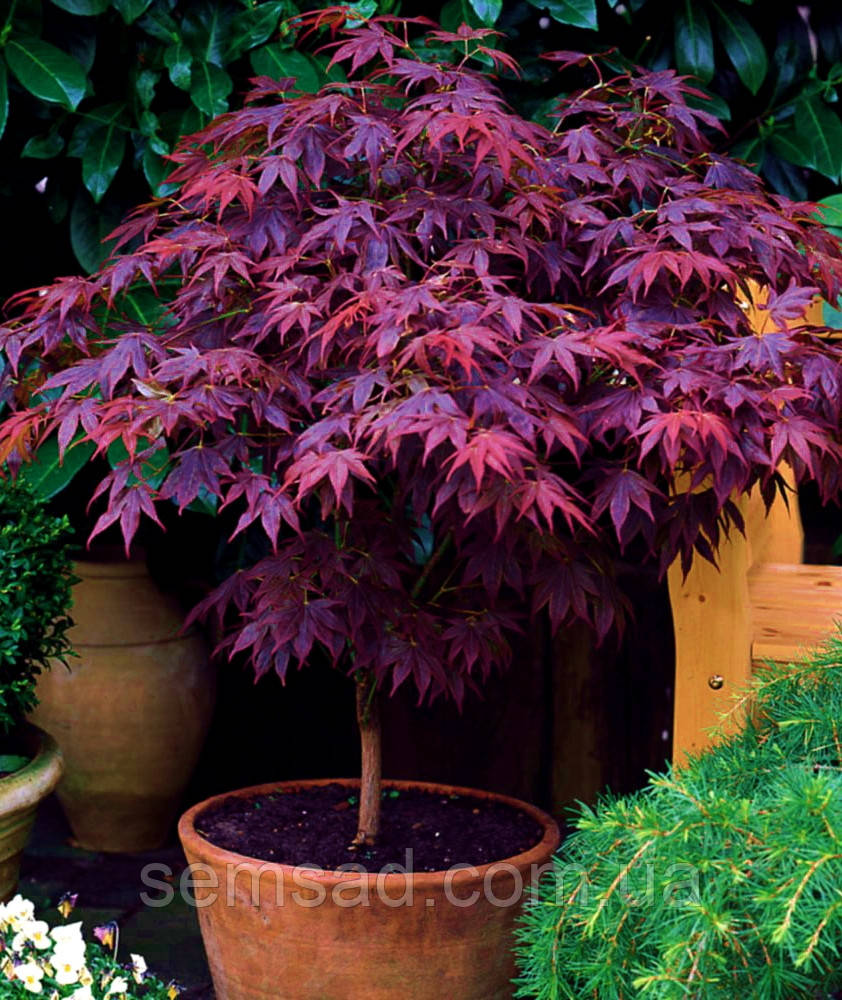 Клен пальмолистий Автопурпуреум \ Acer palmatum 'Atropurpureum' ( саджанці 3 роки )