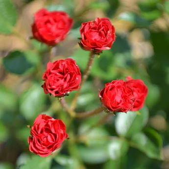 Красная роза-капелька(у закритому грунті)