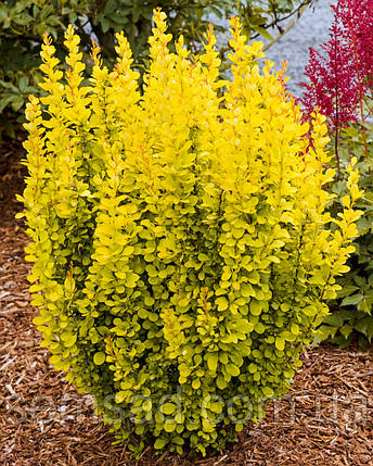 Барбарис тунберга "Голд Піллар" \ Berberis thunbergii Gold Pillar ( саджанці 3 роки ), фото 2