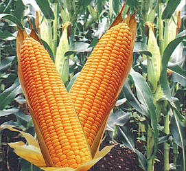 Насіння кукурудзи Одеський 385 МВ (ФАО-200)