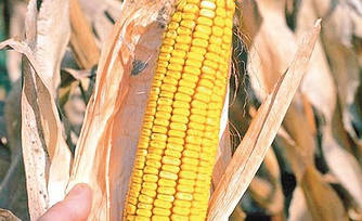 Насіння кукурудзи Білозерська 295СВ (ФАО-280)