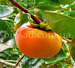 Карликова Хурма Пуміліо (Pumilio)