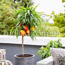 Персик колоновидний Штайнберг (Steinberg)