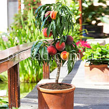 Персик колоновидний Еліс Кол (Alice Col®)