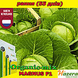 МАГНУС F1/MAGNUS F1, насіння ранньої капусти, 2500 насіння, ТМ HAZERA (Нідерланди), фото 2
