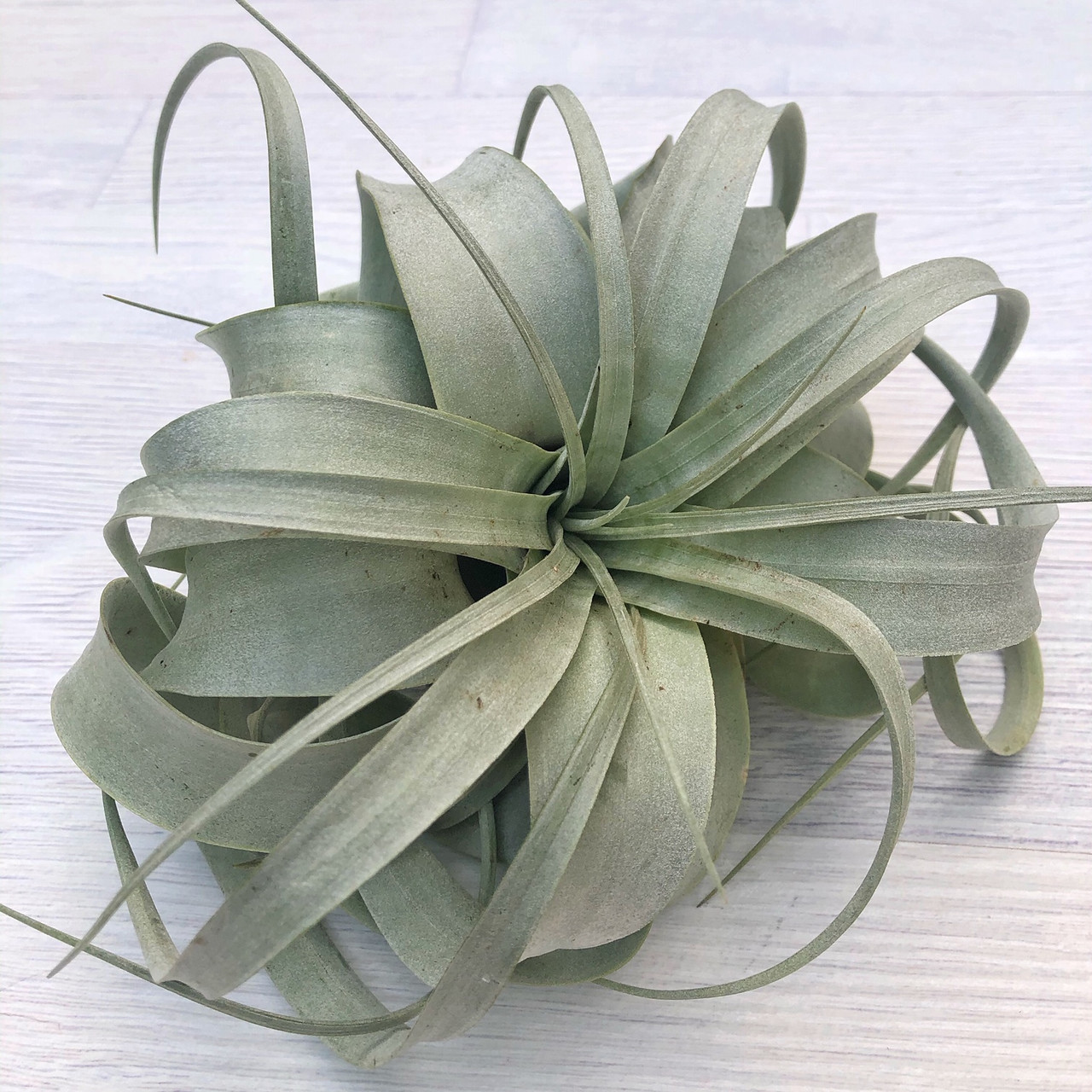 Тіландсія атмосферна Ксерографіка (Tillandsia Xerographica), 20 см, фото 1