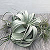 Тіландсія атмосферна Ксерографіка (Tillandsia Xerographica), 20 см, фото 3