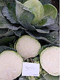 Насіння капусти б/к Тореодор F1 (2500 нас.) Syngenta, фото 3