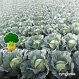 Насіння капусти б/к Тореодор F1 (2500 нас.) Syngenta, фото 4