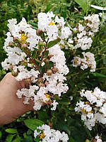 Лагерстремия сорт "Летний Снег" Lagerstroemia indica "NEIGE D'ETE".