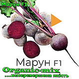 Насіння, буряк МАРУН F1/MAROON F1 ТМ Spark seeds (США) проф. пакет 5000 насіння, фото 2