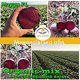 Насіння, буряк МАРУН F1/MAROON F1 ТМ Spark seeds (США) проф. пакет 5000 насіння, фото 5