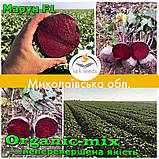 Насіння, буряк МАРУН F1/MAROON F1 ТМ Spark seeds (США) проф. пакет 25000 насіння, фото 5