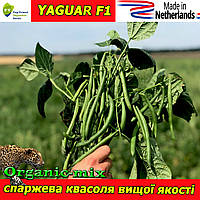 Насіння спаржевої квасолі ЯГУАР F1 / YAGUAR F1, ТМ Pop Vriend Seeds (Нідерланди), 5000 насіння (1,4 кг)