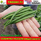 Насіння спаржевої квасолі ЯГУАР F1 / YAGUAR F1, ТМ Pop Vriend Seeds (Нідерланди), 5000 насіння (1,4 кг), фото 2
