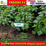 Насіння спаржевої квасолі ЯГУАР F1 / YAGUAR F1, ТМ Pop Vriend Seeds (Нідерланди), 5000 насіння (1,4 кг), фото 3